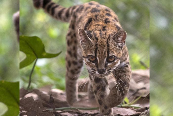 Descubren una nueva especie de felino en Bolivia, la primera en más de un siglo