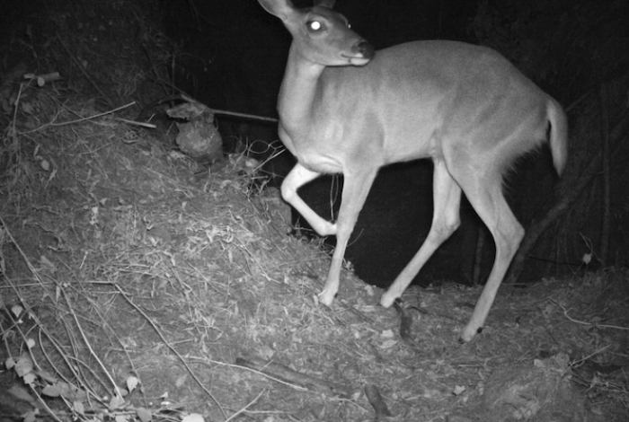 Desde pumas hasta venados; cámaras trampa captan la vida silvestre en bosques de Michoacán