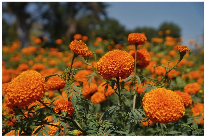 Desleal, intermediarismo con productores de cempasúchil de Tarímbaro: ejidatario