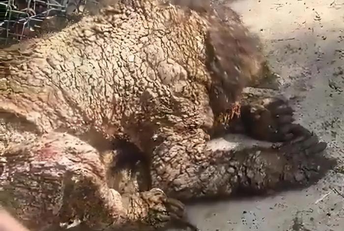 Destituyen a coordinador de Zoológico La Pastora por maltrato