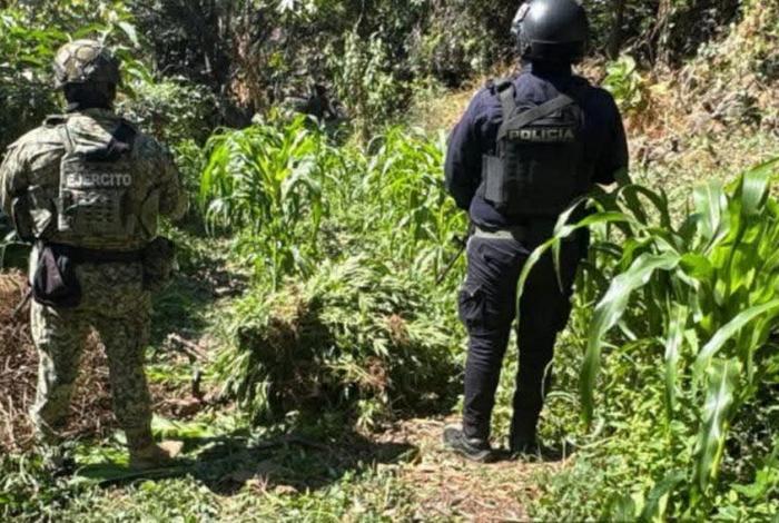 Destruy3n plantío de mar1huan4 en Apatzingán