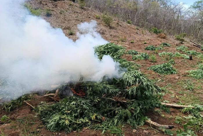 Destruyen cuatro plantíos de mar1huan4 en Arteaga