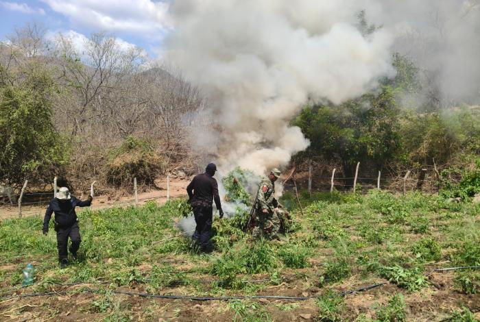Destruyen más de 12 mil 600 plantas de marihu4n4 en Huetamo