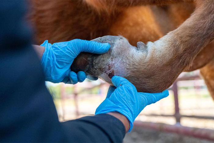 Detectan primer caso aislado de gusano barrenador en Villa Madero: Sader