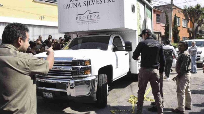 Detienen a hombre que transportaba 226 animales exóticos en Ciudad Juárez