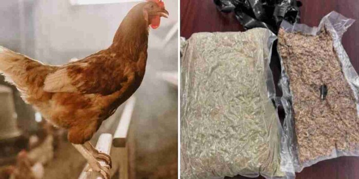 Detienen a sujeto que probaba drogas químicas en gallinas