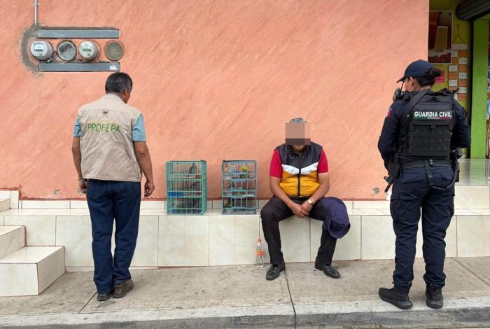 Detienen a un hombre por vender aves protegidas, en Pátzcuaro