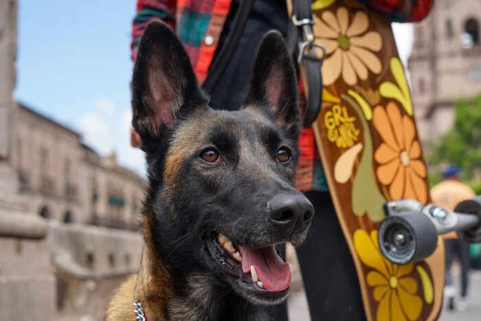 Día del Perro: más que mascotas, parte de la familia