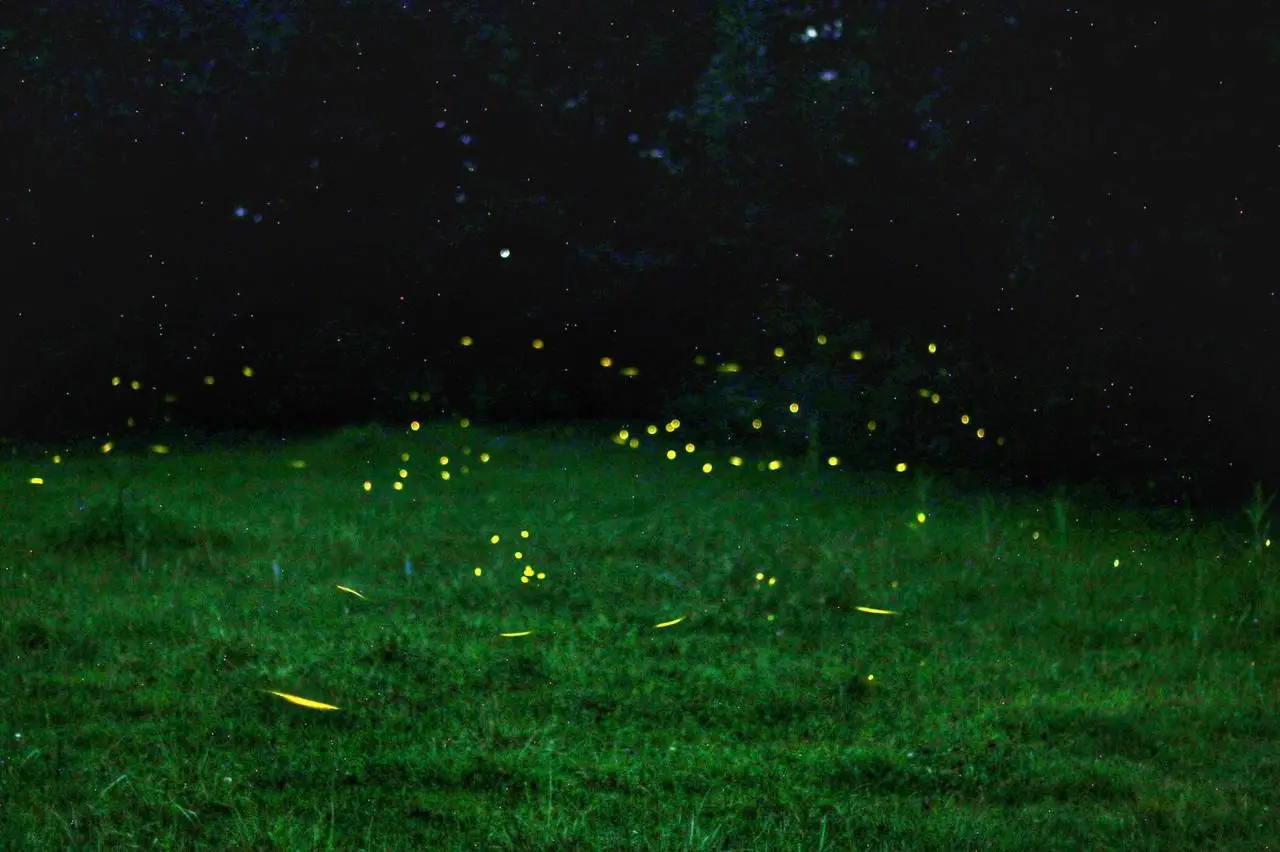 Disfruta la magia de las luciérnagas este verano en Michoacán: Sectur