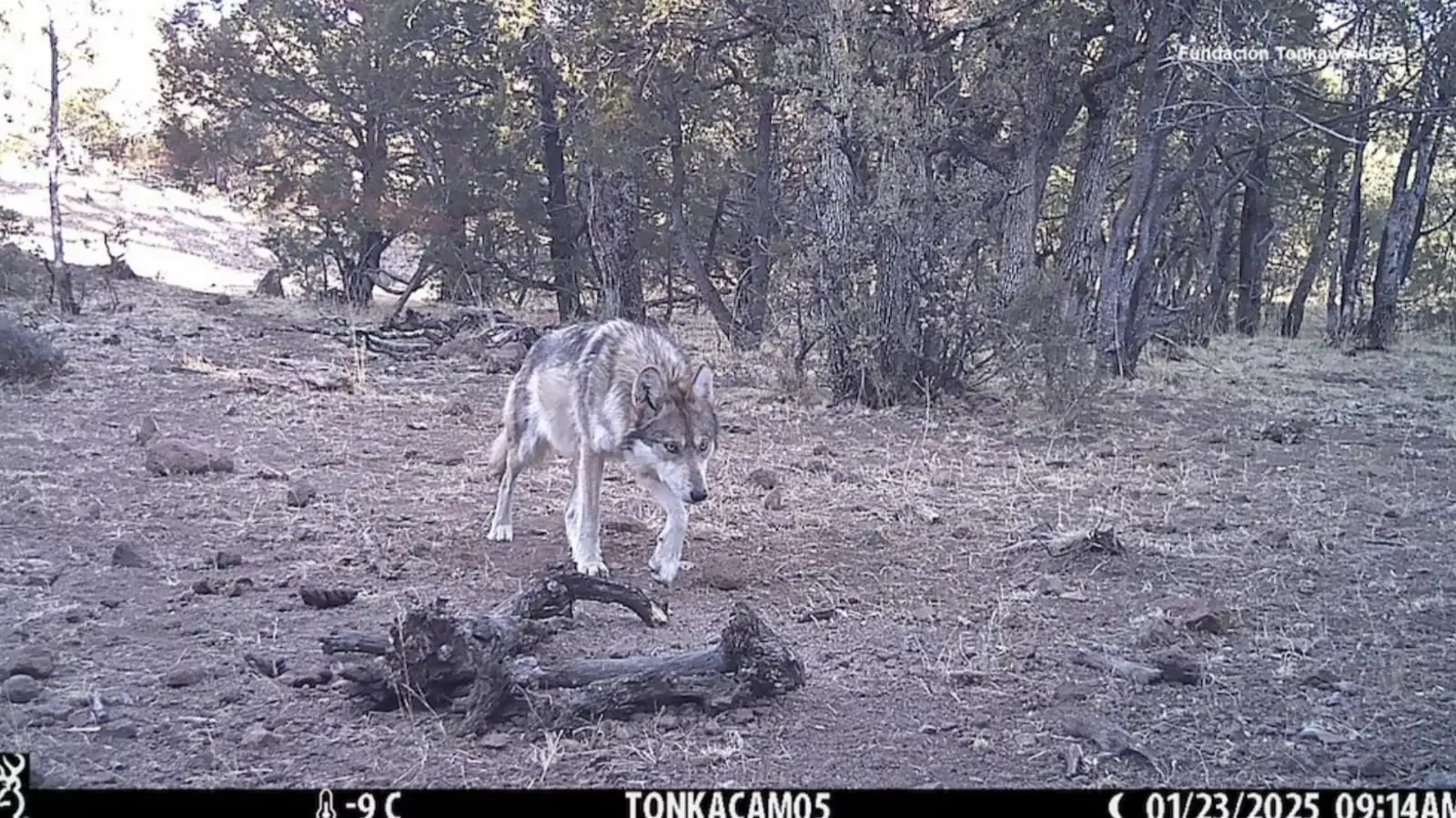 Documentan primer nacimiento del lobo mexicano en libertad en Chihuahua
