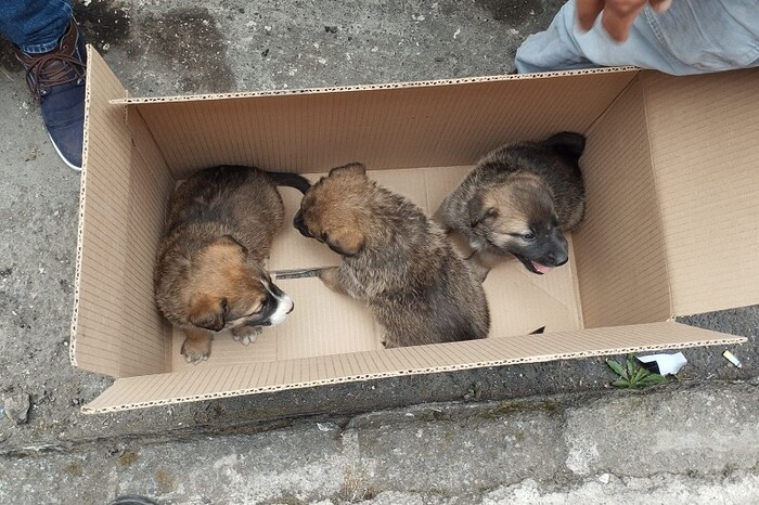 Durante operativo del Día de Reyes, FGE asegura cinco cachorros abandonados