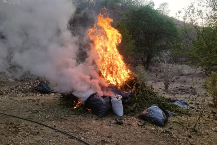 Ejército Mexicano asegura 100 kilogramos de mariguana en Aguililla