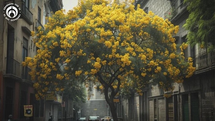 El árbol perfecto para jardines y banquetas; crece hasta 4 metros y tiene lindas flores amarillas