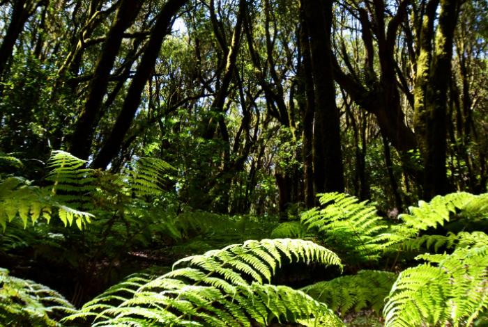 El deterioro de los bosques tropicales y su impacto climático global