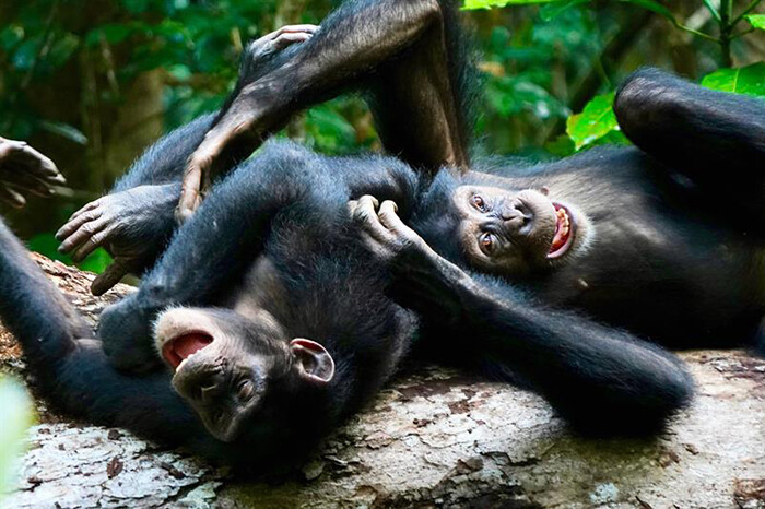 El juego entre chimpancés adultos sirve para mejorar la cooperación y rebajar la tensión