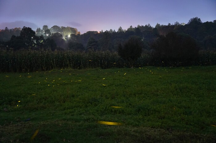 El Llanito, lugar de danza y cortejo de las luciérnagas en Tlalpujahua