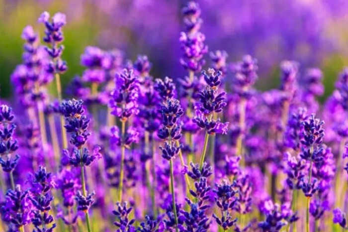 El secreto para cultivar lavanda en el jardín y no fallar en el intento