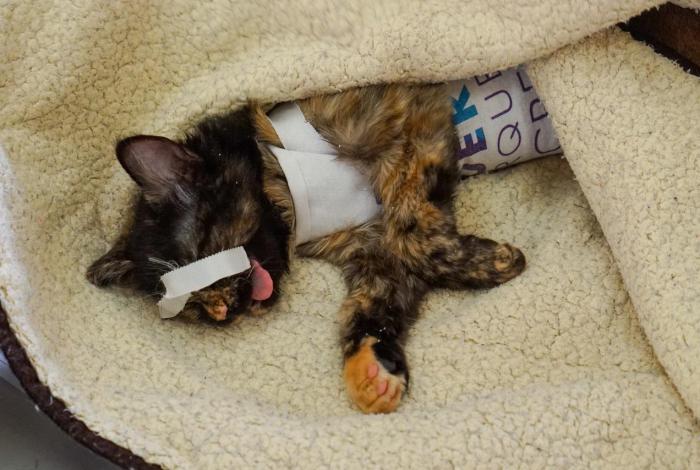 El viernes, Jornada gratuita de esterilización felina y canina en Chilchota