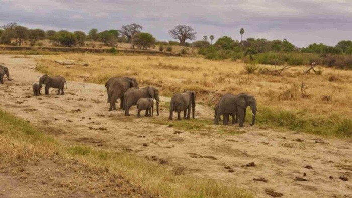 Elefante aplasta a joven que lanzó piedras a su manada