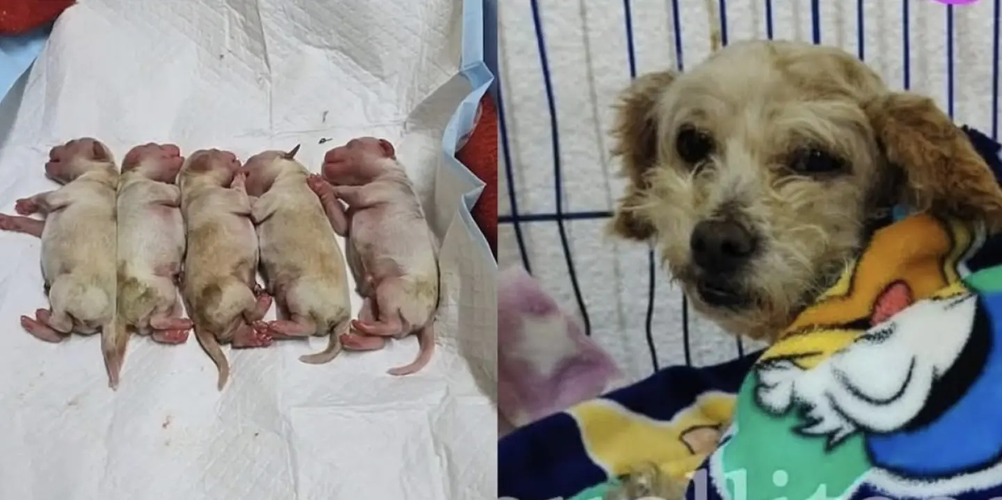 Ella es Cereza, la perrita embarazada que sobrevivió a la explosión en Iztapalapa