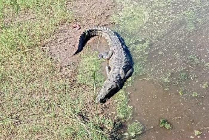 En Brasil, Secma presenta proyecto de cocodrilario ecoturístico en Lázaro Cárdenas