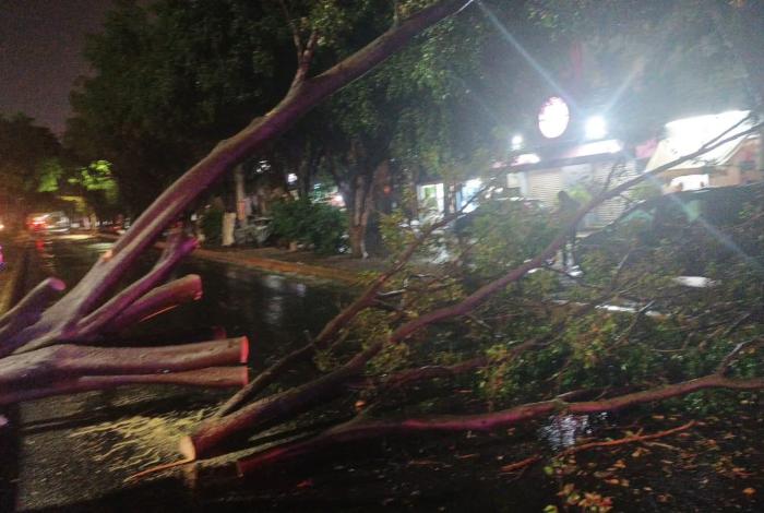 En colonia Los Pinos también se cayó un árbol