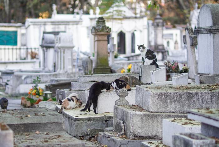 En el panteón no hay descanso: los gatos del Panteón Municipal