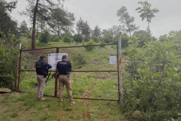 En Erongarícuaro la FGE asegura predio con plantación no autorizada de aguacate