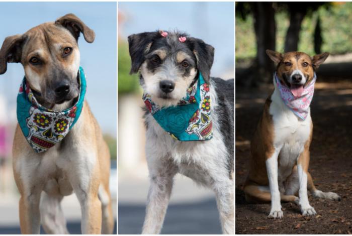 En feria de adopción, 40 peludos de GHAPAD buscan hogar este fin de semana