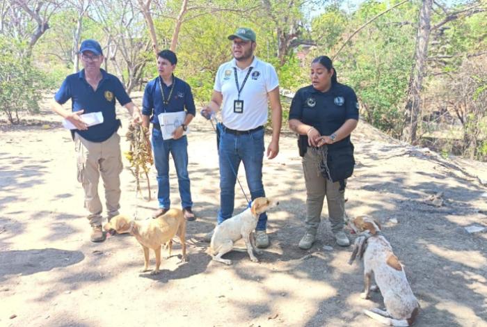 En Huetamo, FGE ejecuta cateo y asegura tres ejemplares caninos víctimas de maltrato animal