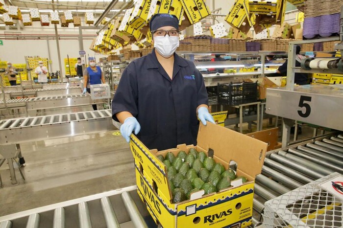 En jaque, 250 mil empleos por frenar exportación de aguacate: Sedeco