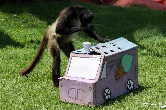 En medio del calor, monos araña del Zoológico de Morelia se refrescan con helados de frutas