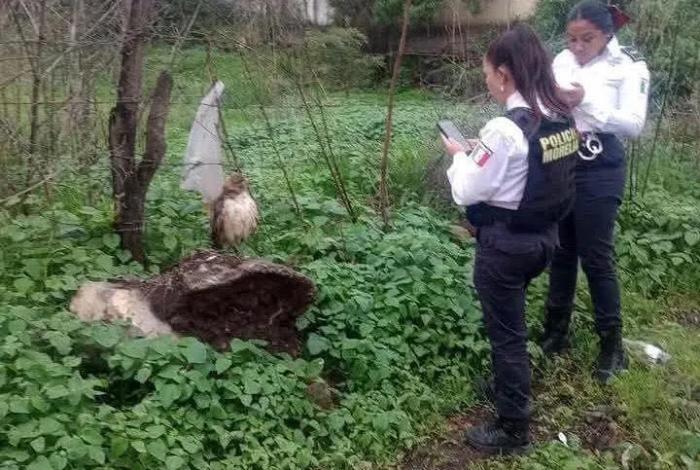 En Morelia rescatan a un Halcón Cola Roja con signos de desnutrición