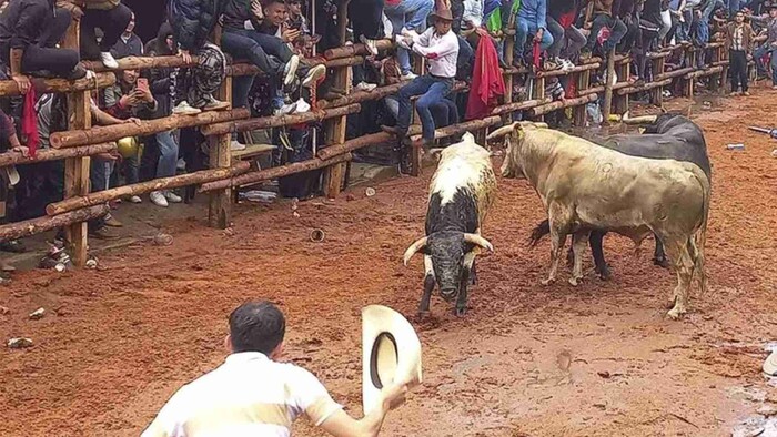 Encerrona con toros deja seis personas heridas en Hidalgo