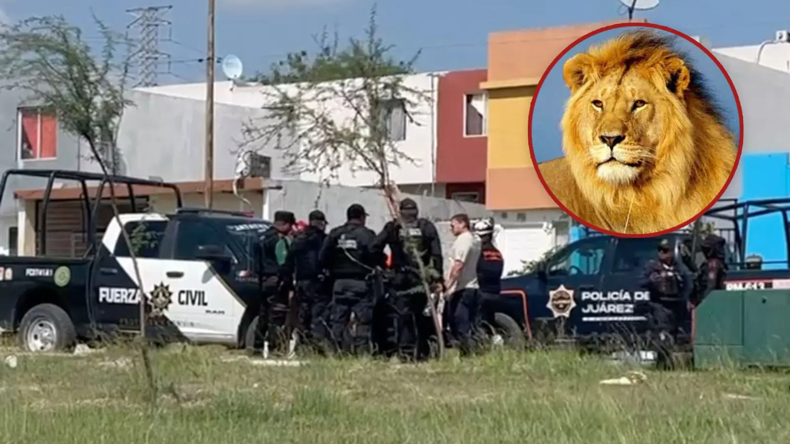 Encuentran a león con signos de desnutrición dentro en una casa en Juárez, Nuevo León