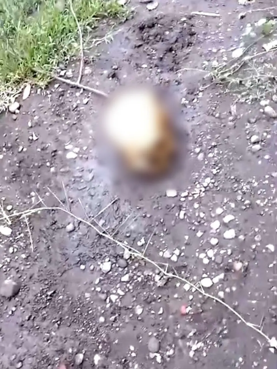 Encuentran cráneo humano en terracería de Parácuaro