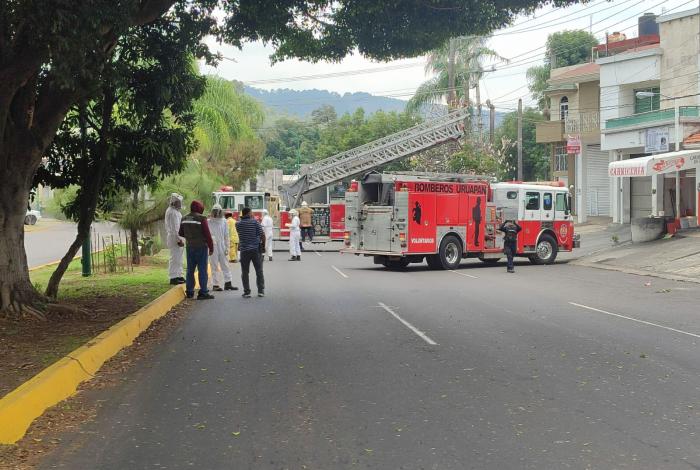 Enjambre de abejas deja seis heridos en Uruapan; una persona inconsciente