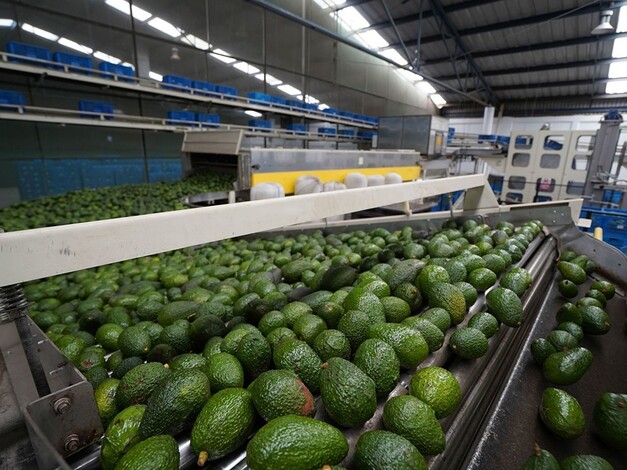 Entre 1 y 3 de julio se restablece exportación total de aguacate michoacano