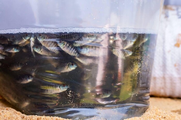 Entrega Compesca 52 mil crías de tilapia a productores de Uruapan