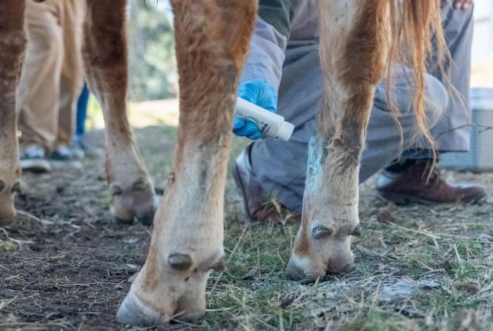 Estado y Federación suman acciones contra el gusano barrenador: Bedolla