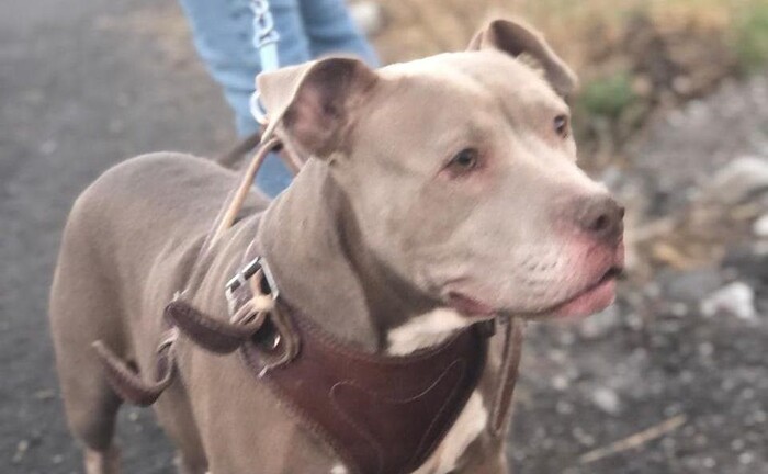 🐕🐱 Este domingo, peludos buscan hogar en feria de adopción en el Parque 150 🐕‍🦺🐱