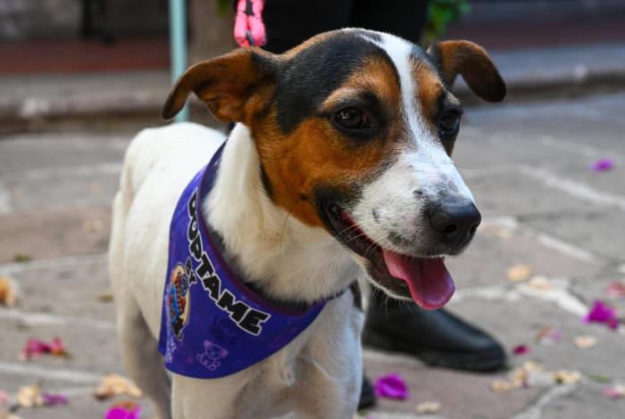 Este fin de semana, Caravana Navideña de la Adopción en Morelia