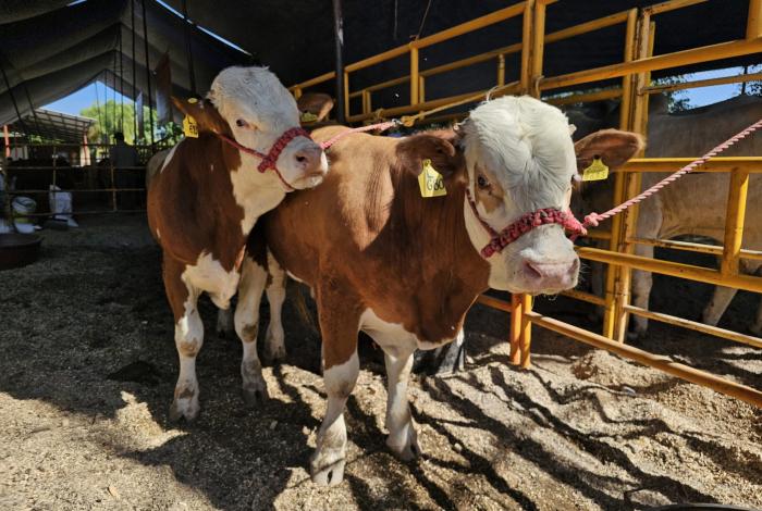 Este jueves arranca la Expo Ganadera de Michoacán