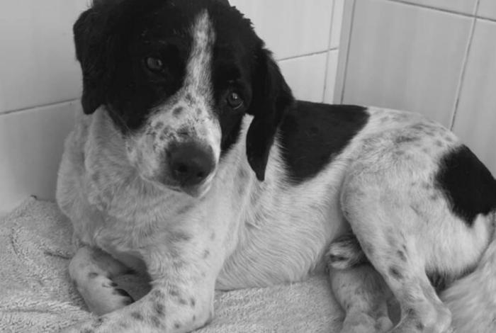 Este martes, primer juicio por crueldad animal en Zitácuaro: el caso de “Huesitos” sienta precedente legal