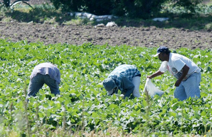 Estragos de la sequía suben precios de hortalizas; lluvias son un alivio: labriegos