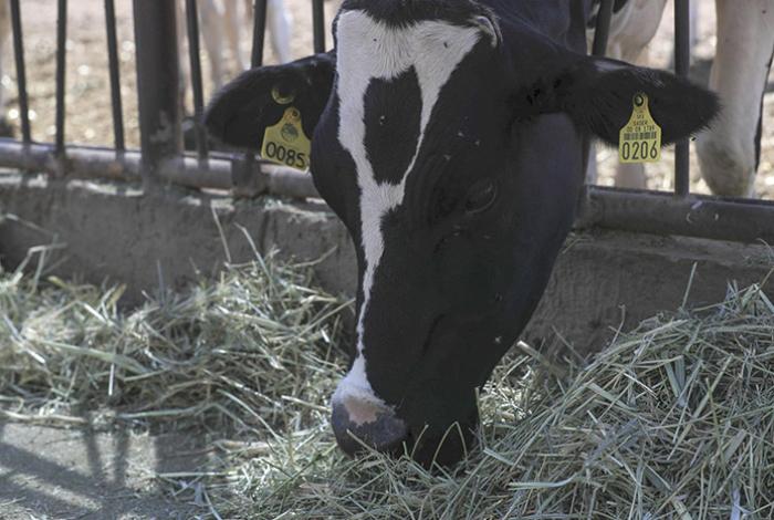 EUA suspende exportación de ganado por brote de gusano barrenador