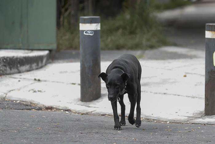 ¿Eutanasia o delito? Cuestionan legalidad de matanza canina masiva en Estado de México