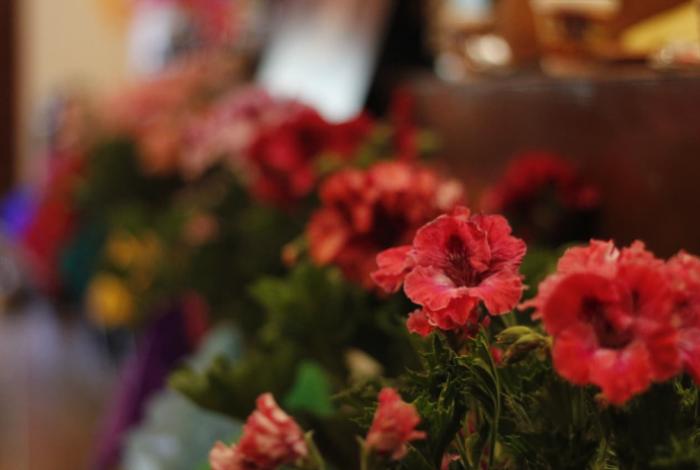 Exhibirán 5 mil plantas de más de 400 colores distintos en la Feria del Geranio de Tingambato