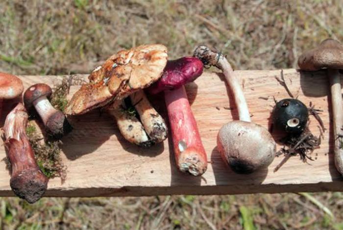 Exhortan a una explotación regulada de hongos silvestres en Michoacán