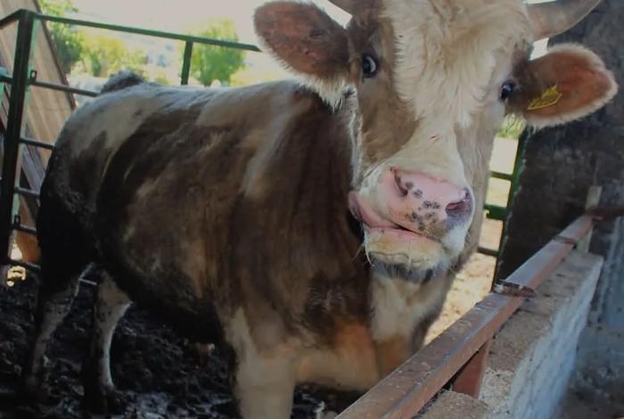 Expo Rural de Morelia 2025: repartirán 520 mil pesos en apoyos y 57 vaquillas